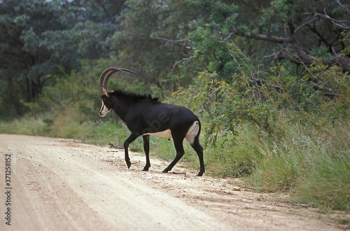 Sable Antelope, hippotragus niger, Male crossing Trail, South Africa
