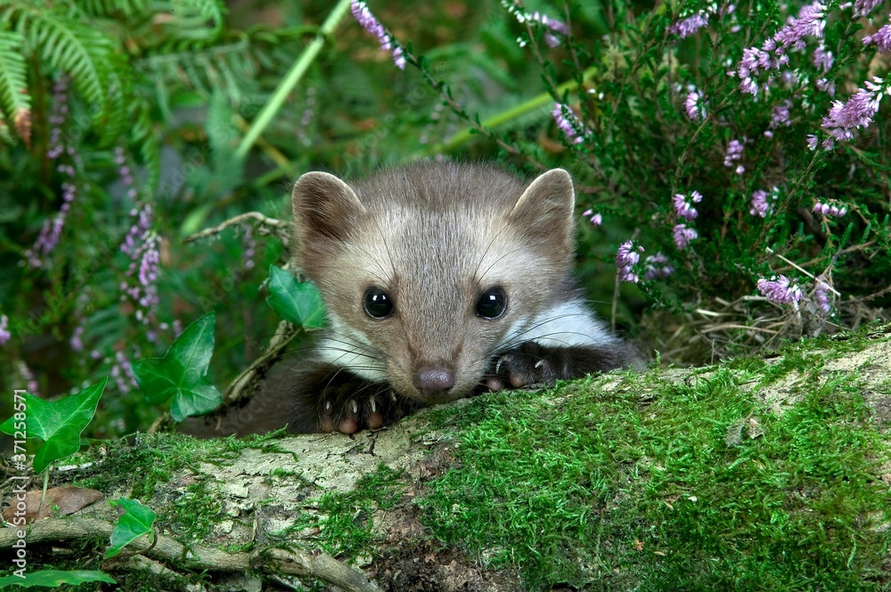Naklejka premium Stone Marten or Beech Marten, martes foina, Young with Heaters, Normandy
