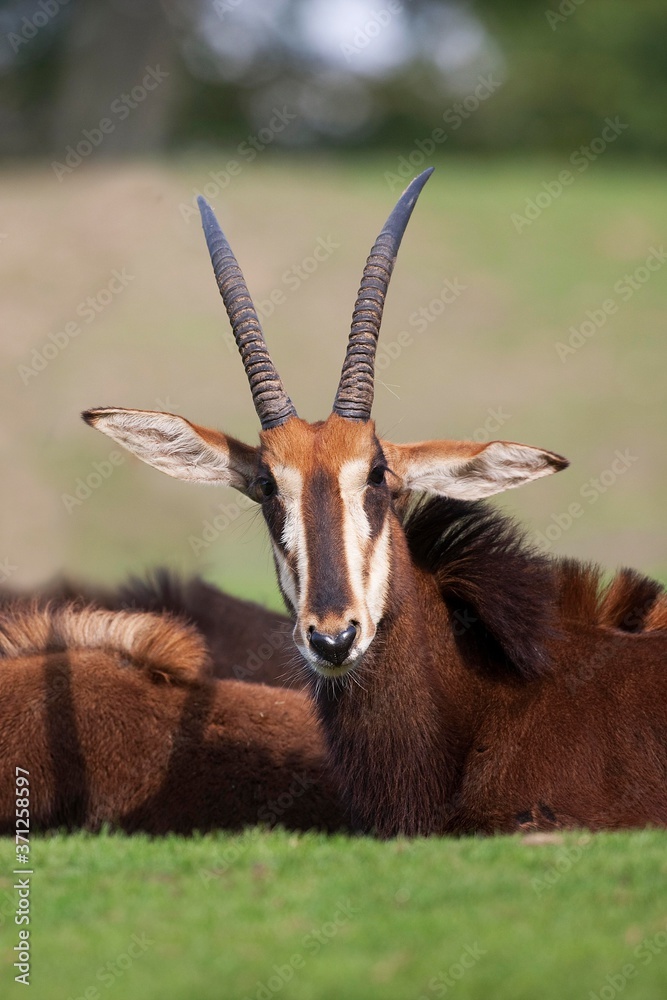 Fototapeta premium Sable Antelope, hippotragus niger