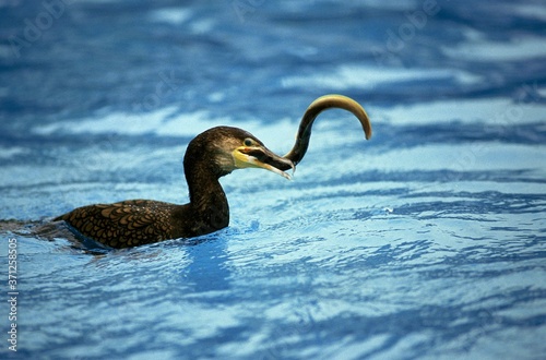 Great Cormorant, phalacrocorax carbo, Adult with Eel in Bill