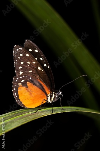 Tiger Longwing or Golden Helicon, heliconius hecale photo