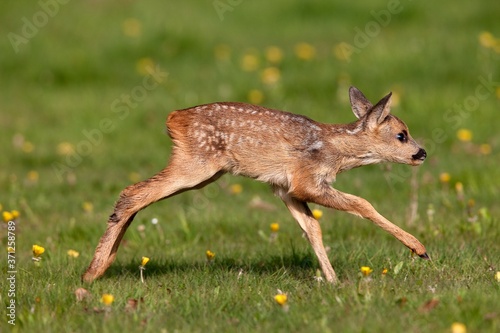 Roe Deer, capreolus capreolus, Fawn running through Flowers, Normandy