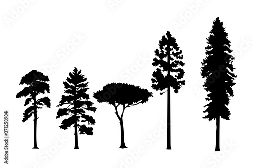 Variety of pine trees silhouettes isolated on a white background.  photo