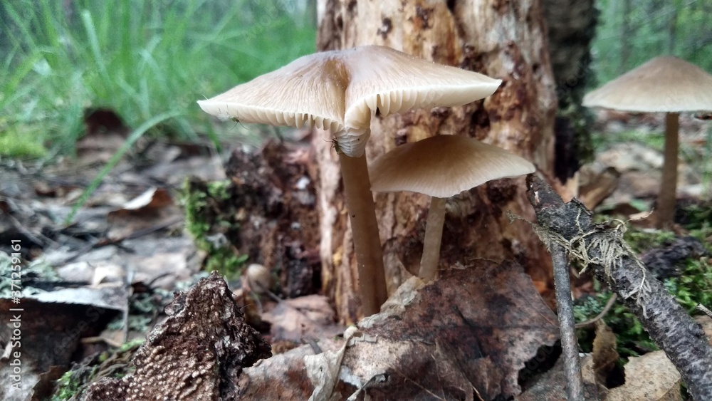 Fototapeta premium Mushrooms