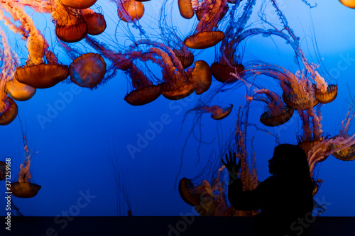 Silhouette of a Girl in an Aquarium photo