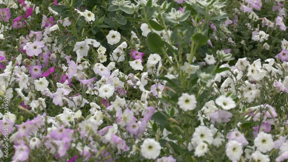 beautiful blooming petunias with white pink and purple petals
beautiful blooming petunias with white pink and purple petals