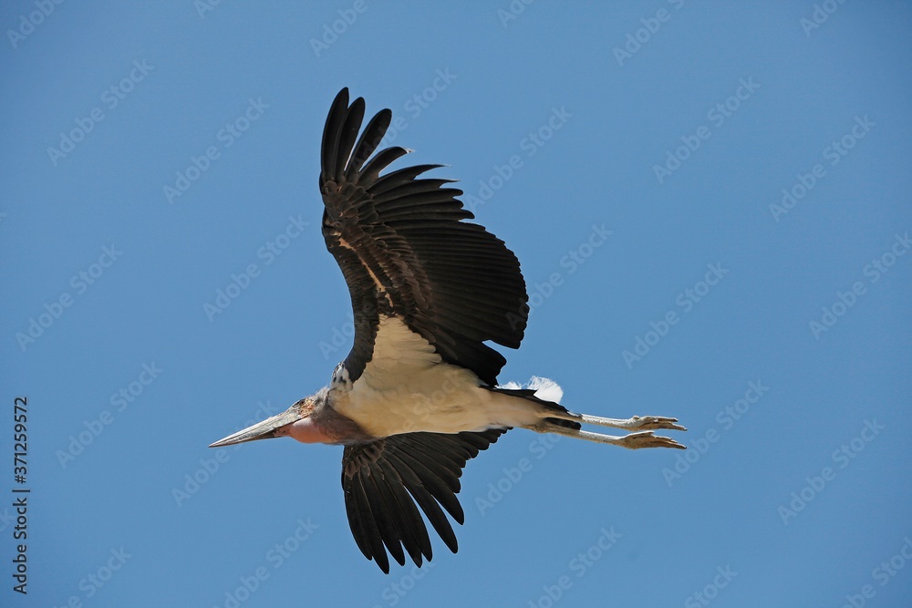 Fototapeta premium Marabou Stork, leptoptilos crumeniferus, Adult in Flight, Masai Mara Park in Kenya