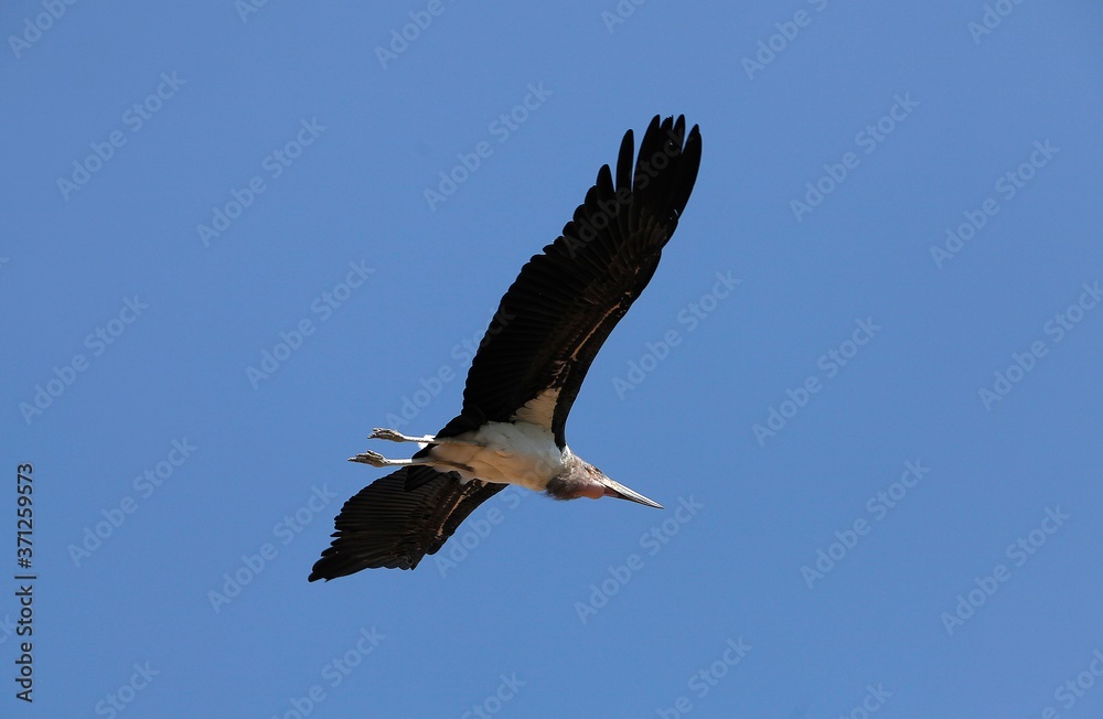 Marabou Stork, leptoptilos crumeniferus, Adult in Flight, Masai Mara Park in Kenya Marabou Stork, leptoptilos crumeniferus, Adult in Flight, Masai Mara Park in Kenya