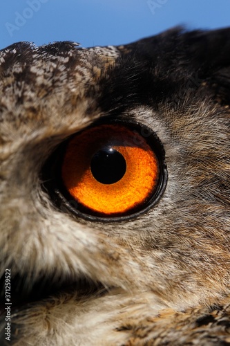 European Eagle Owl, asio otus, Portrait of Adult, Close up of Eye