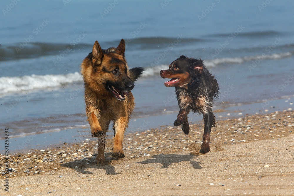 German Shepherd, Male playing with Brittany Spaniel, beach in Normandy German Shepherd, Male playing with Brittany Spaniel, beach in Normandy