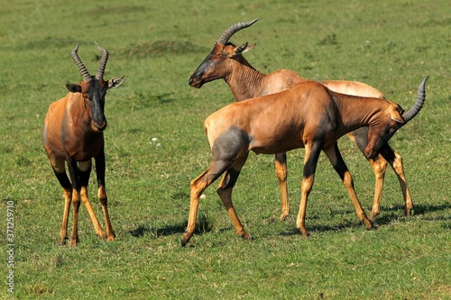 Topi  damaliscus korrigum  Males fighting  Masai Mara Park in Kenya