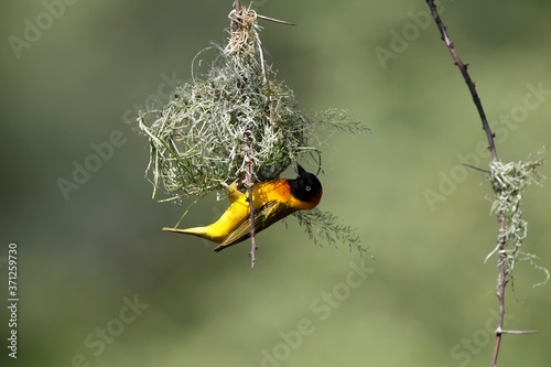 Speke's Weaver, ploceus spekei, Male working on Nest, Bogoria Park in Kenya photo