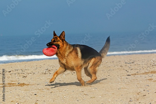 German Shepherd, Male catching frisbee, beach in Normandy © slowmotiongli