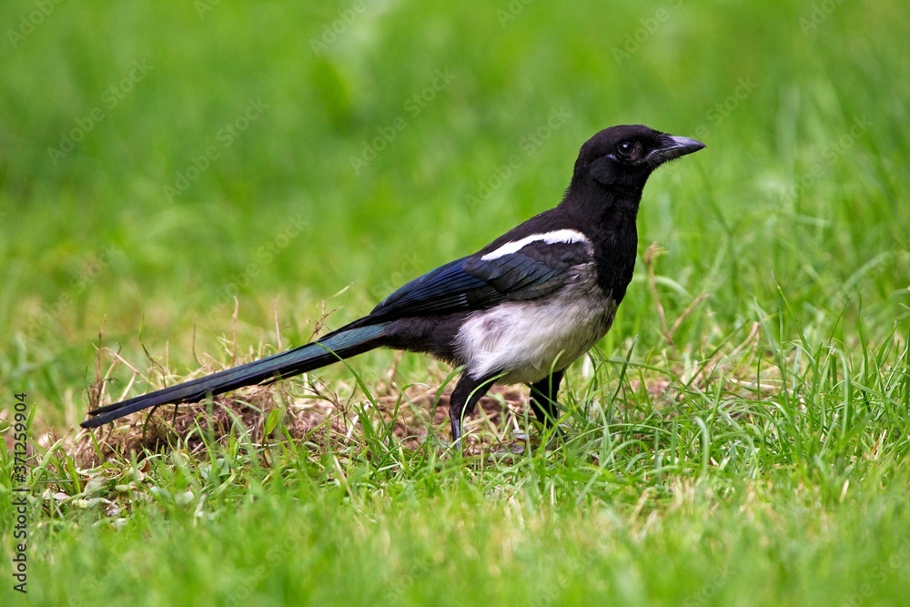 Black Billed Magpie or European Magpie, pica pica, Adult standing on Grass, Normandy Black Billed Magpie or European Magpie, pica pica, Adult standing on Grass, Normandy