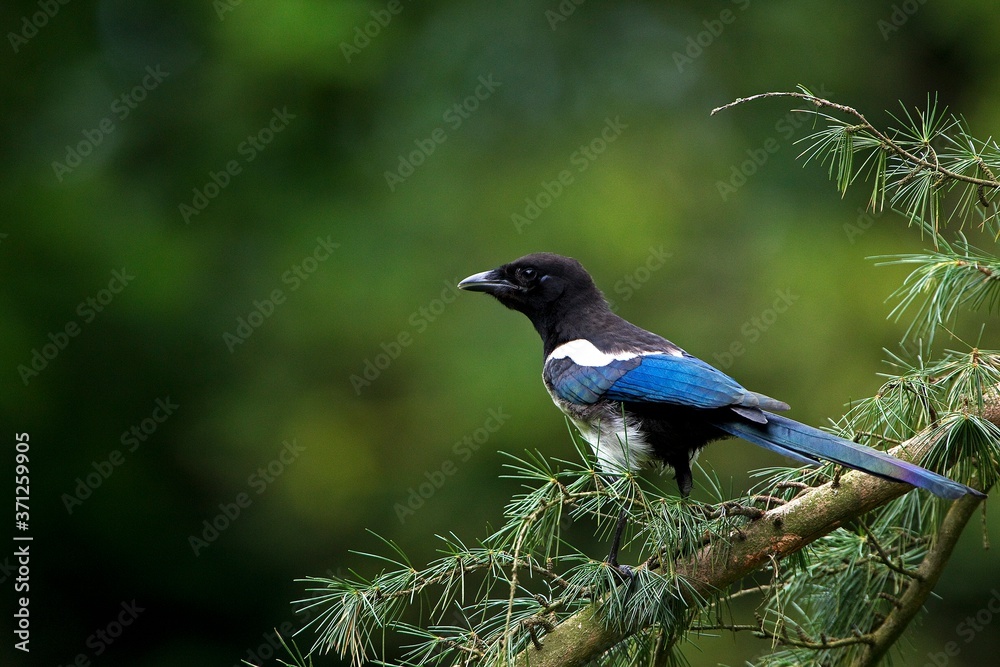 Black Billed Magpie or European Magpie, pica pica, Adult standing on Branch, Normandy Black Billed Magpie or European Magpie, pica pica, Adult standing on Branch, Normandy
