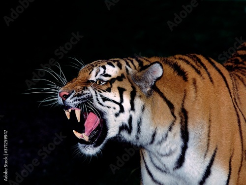 Siberian Tiger  panthera tigris altaica  Portrait of Adult Snarling  in Defensive Posture