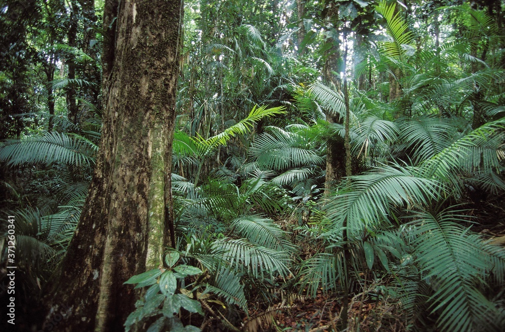 Obraz premium Tropical Forest with Luxuriant Vegetation, Australia