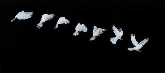 White Dove, columba livia in Flight, Movement Sequence