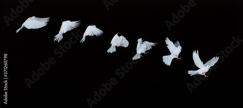 White Dove, columba livia in Flight, Movement Sequence
