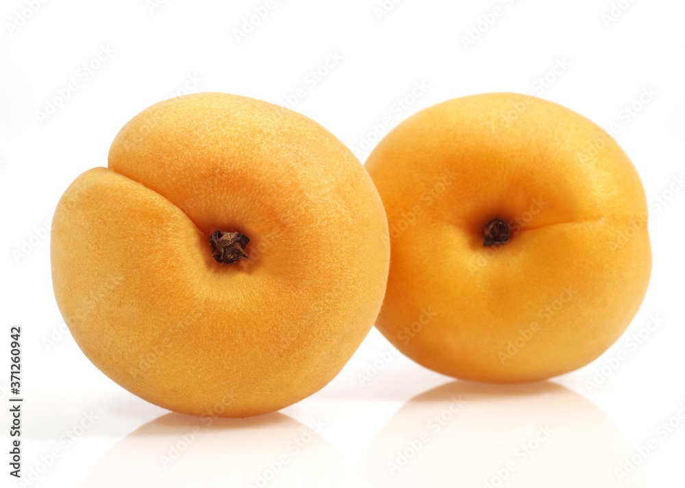 Apricots, prunus armeniaca against White Background Apricots, prunus armeniaca against White Background