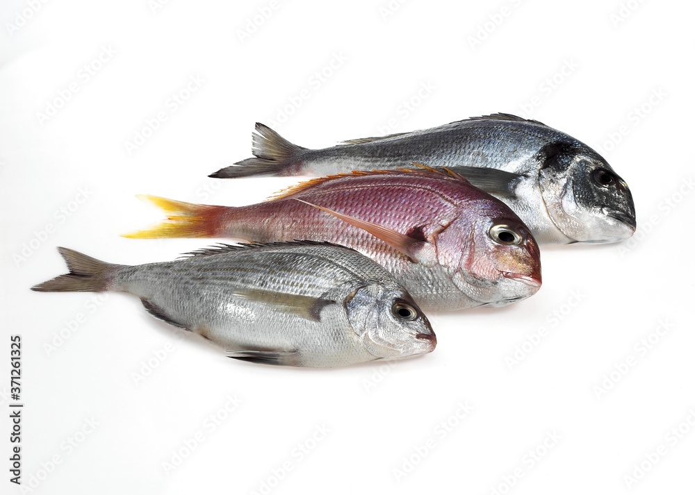 Fresh Fishes, Red Sea Bream, pagellus bogaraveo and Grey Sea Bream, pondyliosoma cantharus, and Gilthed Bream, sparus auratus Fresh Fishes, Red Sea Bream, pagellus bogaraveo and Grey Sea Bream, pondyliosoma cantharus, and Gilthed Bream, sparus auratus