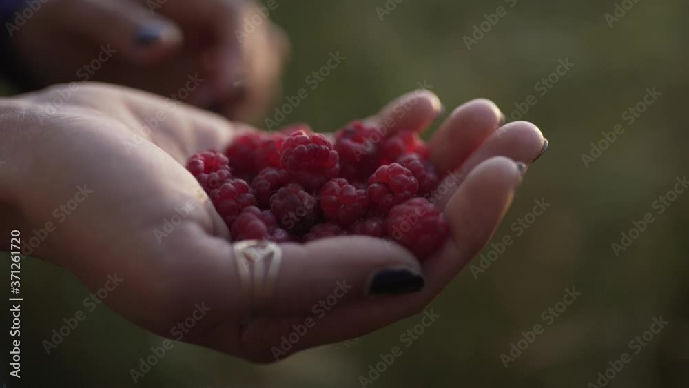 Hand full of fresh raspberry