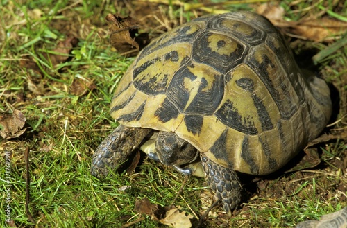 Hermann's Tortoise, testudo hermanni photo
