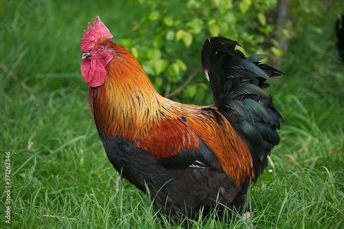 Domestic Chicken, Brown Red Marans Rooster, a French Breed © slowmotiongli