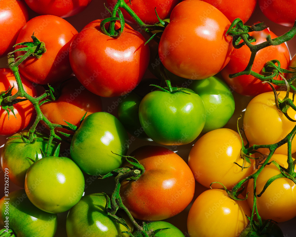 Assortment of tomatoes. Fresh vegetables. Fresh harvest of tomatos. Assortment of tomatoes. Fresh vegetables. Fresh harvest of tomatos.