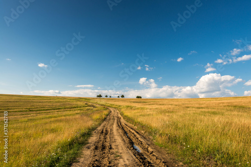 Dirt road leading through burnt out grass at early summer to the top of the hill  blue sky with white clouds background.