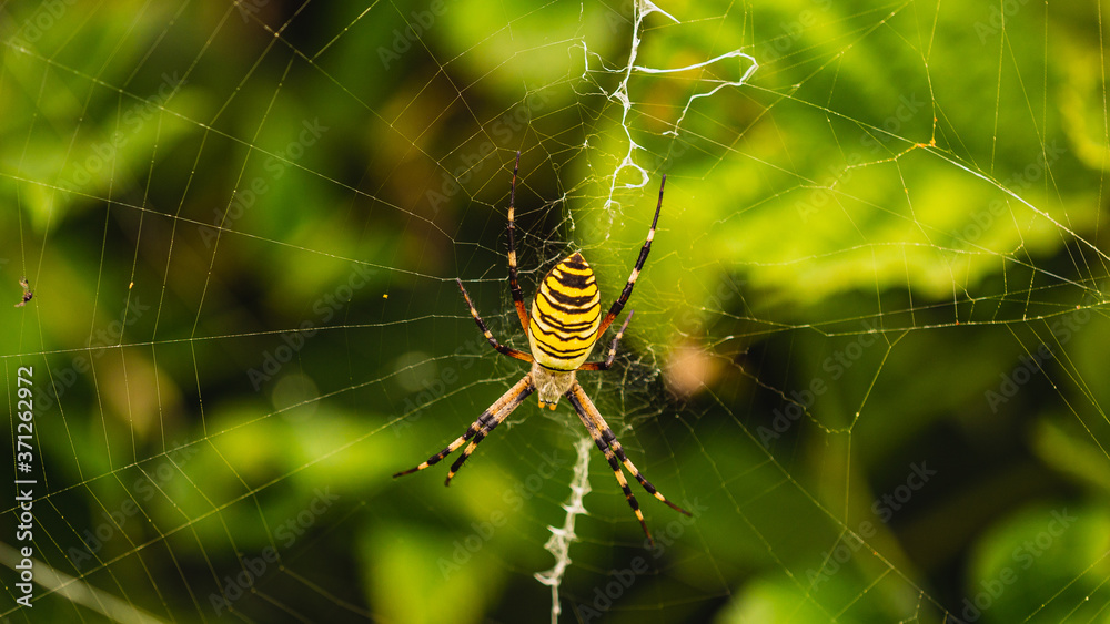 Tygrzyk paskowany (Argiope bruennichi) – gatunek pająka sieciowego z rodziny krzyżakowatych. Samice osiągają do 25 mm, samce tylko 7 mm. Nazwe swą zawdzięcza ubarwieniu podobnemu do futra tygrysa. Tygrzyk paskowany (Argiope bruennichi) – gatunek pająka sieciowego z rodziny krzyżakowatych. Samice osiągają do 25 mm, samce tylko 7 mm. Nazwe swą zawdzięcza ubarwieniu podobnemu do futra tygrysa.