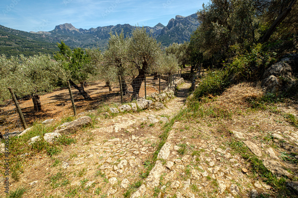 Obraz premium Cami de Rocafort, valle de Soller, Mallorca, Balearic Islands, Spain
