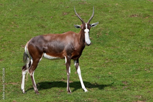 Blesbok or Bontebok  damaliscus pygargus phillipsi