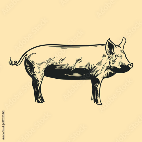 Pork, pig, illustration, retro, vintage, linocut design for restaurants, bbq