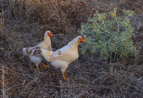 Happy white hens without cages