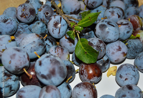 Ripe plums in the garden on a summer day