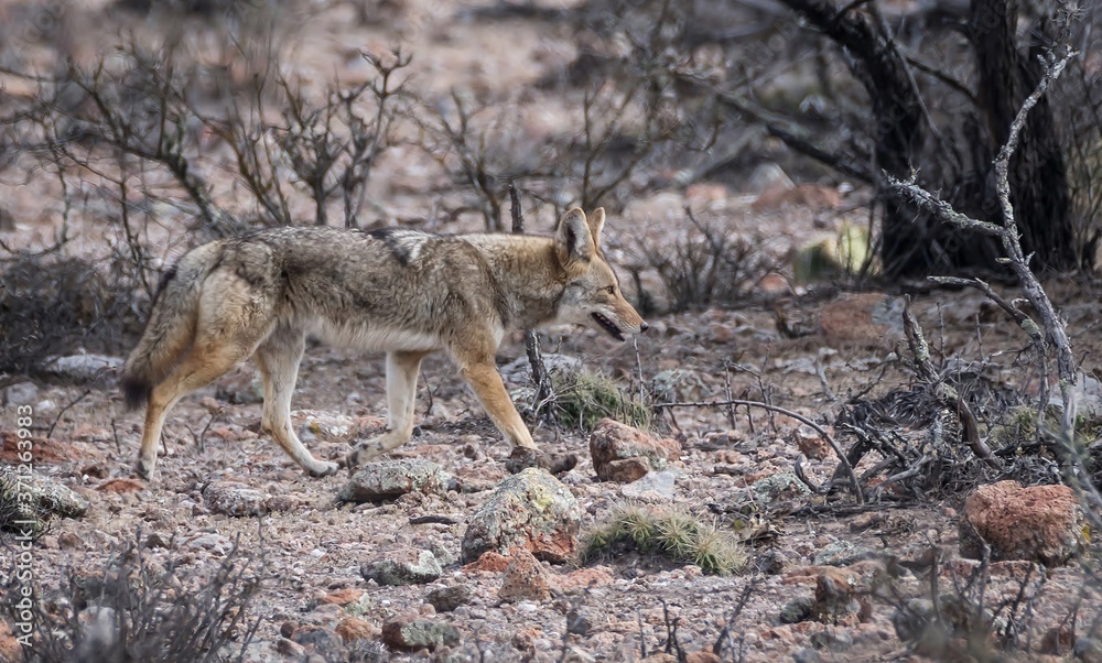Coyote en el desierto de México