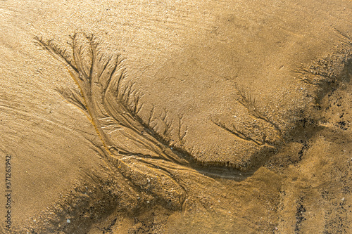 Close up of treelike shapes curved in golden sand by the ocean photo