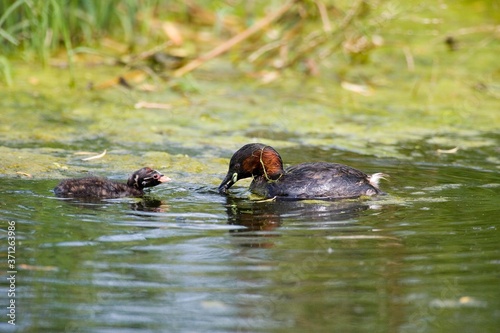Little Grebe, tachybaptus ruficollis, Adult and Chick standing on Pond, Normandy © slowmotiongli