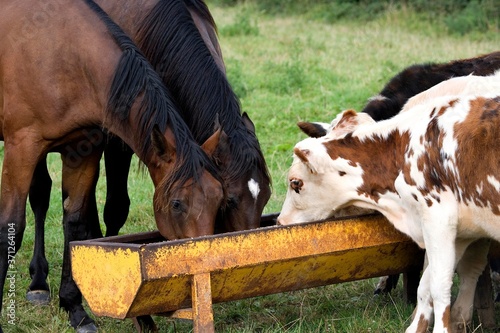 French trotter horse and Normandy Cow, Domestic Cattle