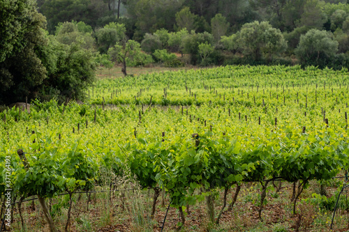 plantacion de viñedos bajo la lluvia, Algaida, Mallorca, Balearic Islands, Spain