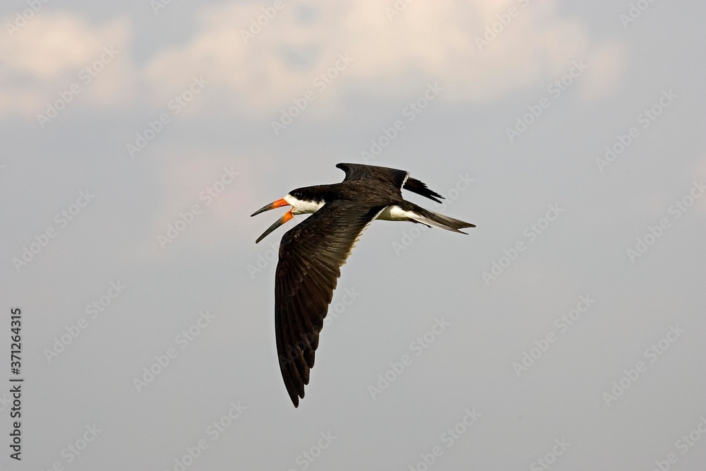Obraz premium Black Skimmer, rynchops niger, Adult in Flight, Los Lianos in Venezuela