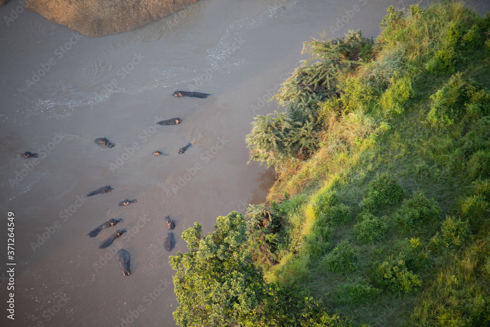 Aerial View of Hippos in Kenya, Africa Aerial View of Hippos in Kenya, Africa