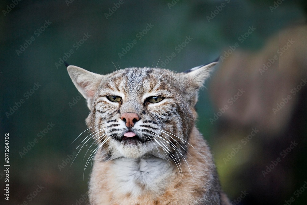 European Lynx, felis lynx, Portarit of Adult with Tongue out European Lynx, felis lynx, Portarit of Adult with Tongue out