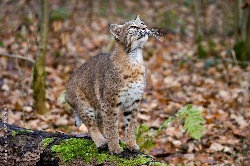 European Lynx, felis lynx, Adult looking up European Lynx, felis lynx, Adult looking up