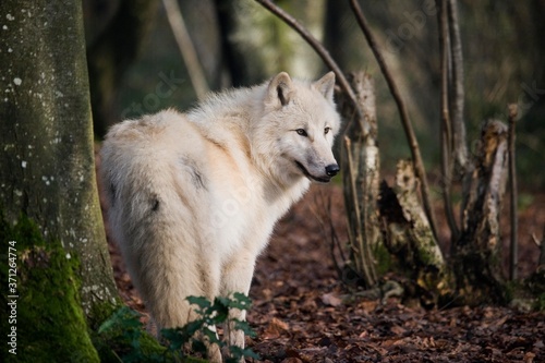 Arctic Wolf  canis lupus tundrarum
