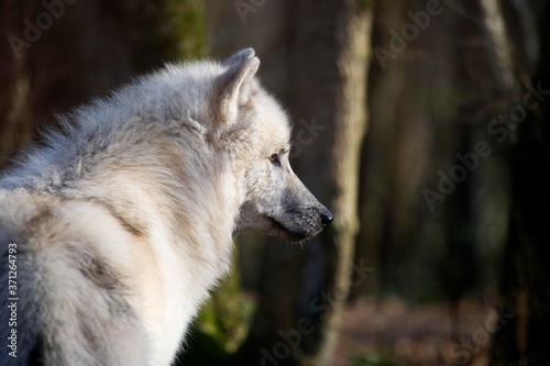 Arctic Wolf  canis lupus tundrarum