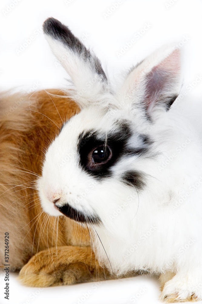 Fototapeta premium Black and White Dwarf Domestic Rabbit against White Background