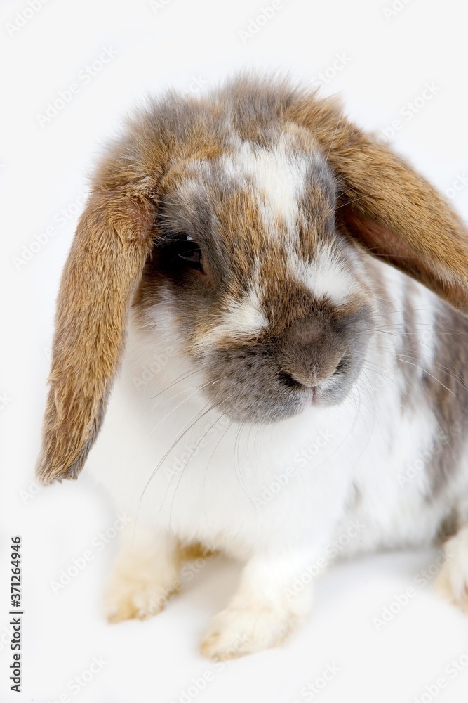 Lop-Eared Domestic Rabbit against White Background