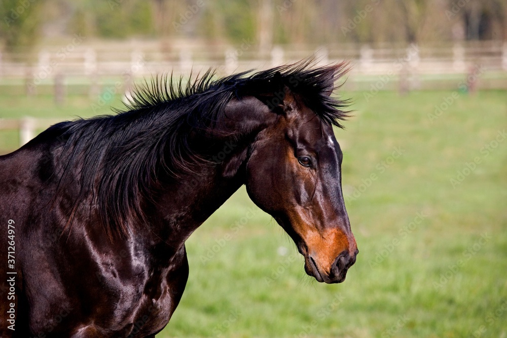 Obraz premium English Thoroughbred, Portrait of Male